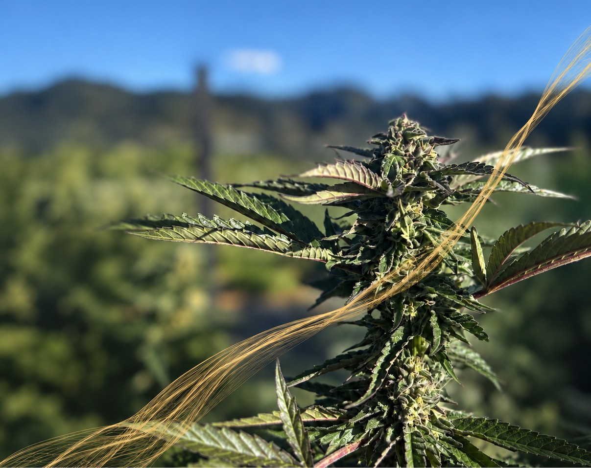 Medicinal cannabis flower growing at Aho Farms
