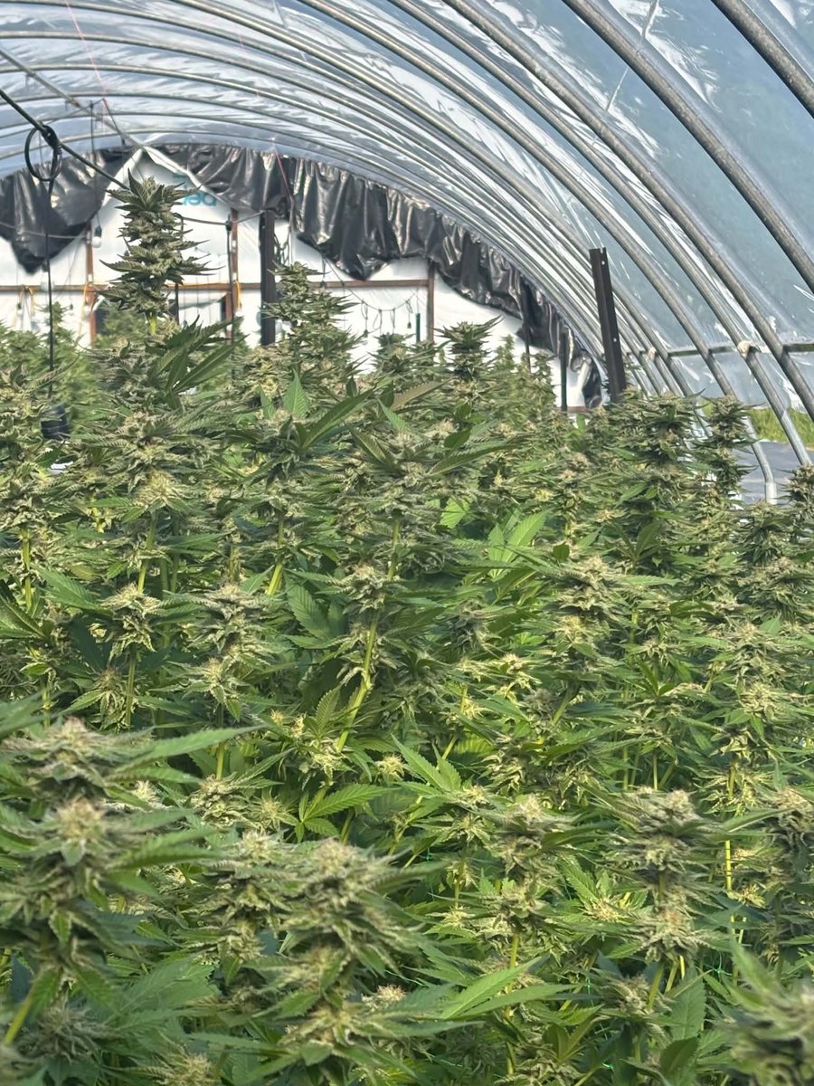 Greenhouse cultivation at Aho Farms