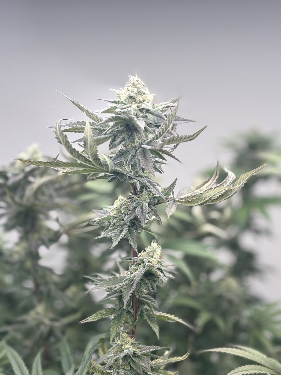 Controlled medicinal cannabis cultivation at Aho Farms
