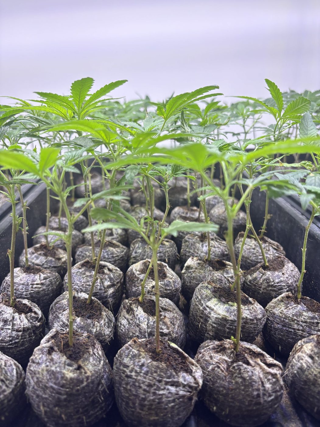Cuttings rooting in propagation plugs under the lights at Kāinga