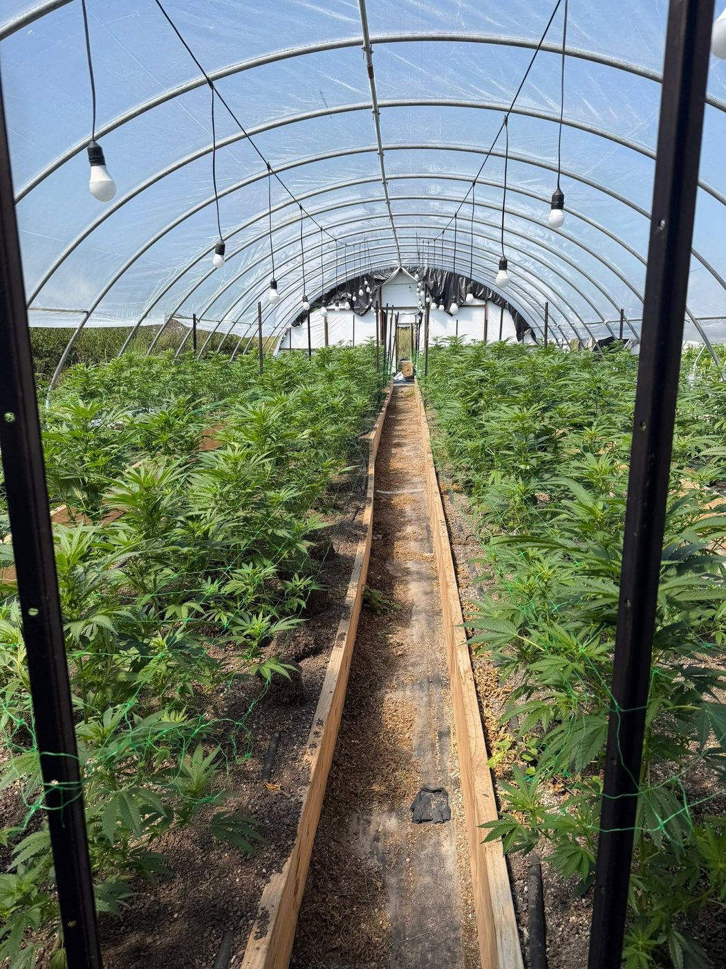 Inside a Māra greenhouse, lights strung along the hoops and a timber path between the rows
