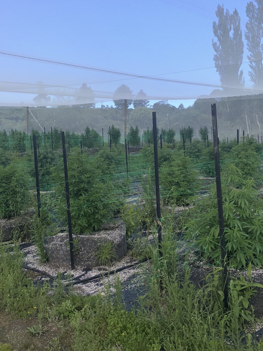 Medicinal cannabis growing outdoors on a small cultivation footprint at Aho Farms