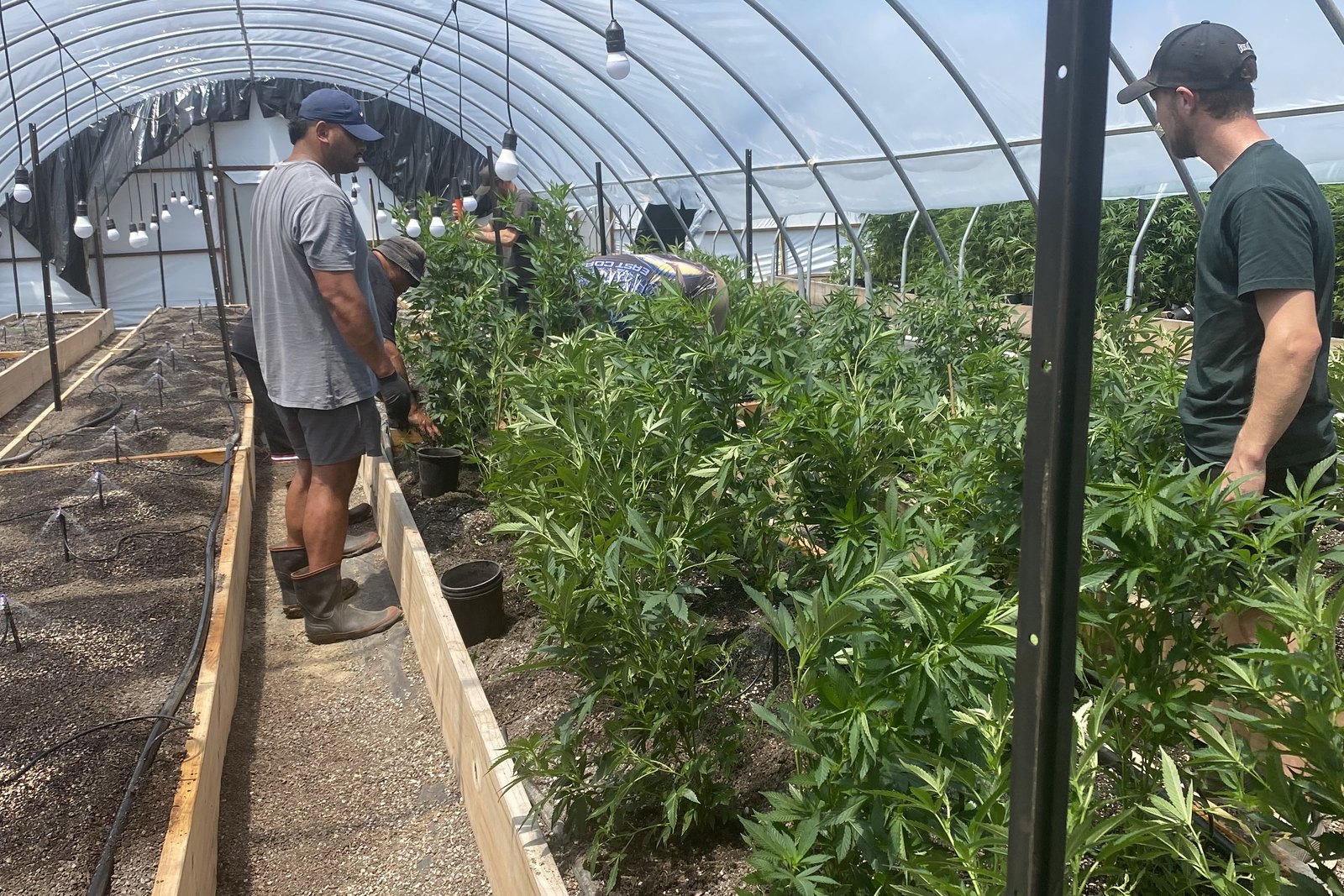 Two people working the whenua at Māra, young plants in the ground under a wide Hawke’s Bay sky