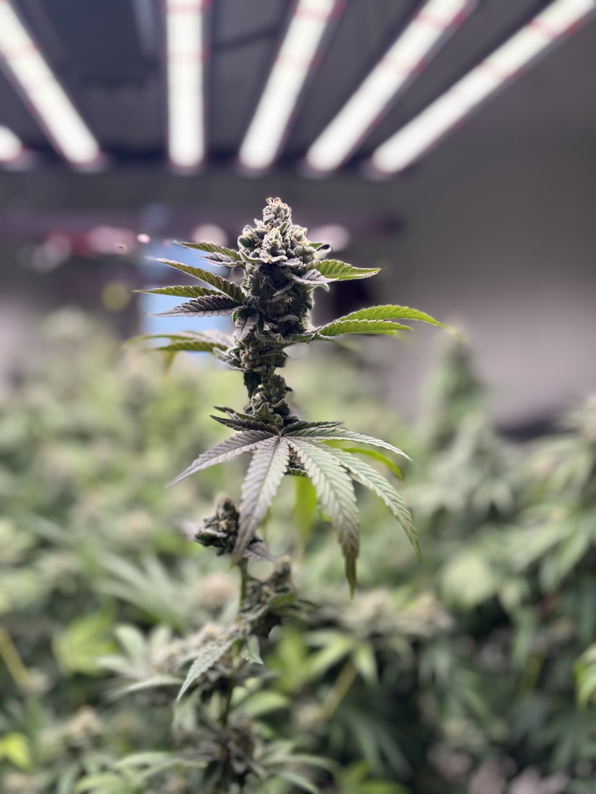 A mature cannabis flower on the plant, close, trichomes catching the light